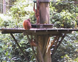 オランウータンとサンダカン1日観光 イメージ